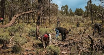 En Santo Tomás Ajusco, Gaby Osorio participó en la reforestación de 2 mil pinos hartwegii