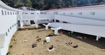 Gobierno capitalino asegura atención a 304 perros resguardados en el Ajusco; su adaptación es favorable